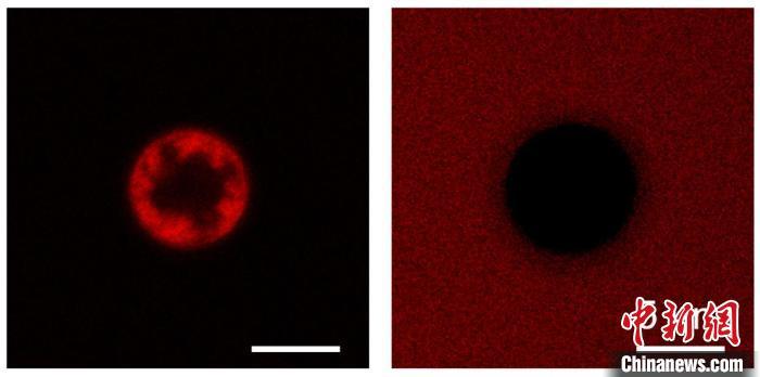 中邦科学家研发胜利全新微纳米原料 告终从废水中接管有机染料(图5)