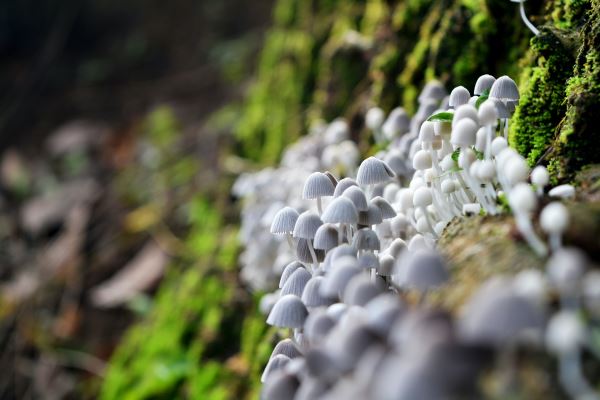 绿化垃圾接管(绿化垃圾接管)(图2)